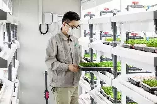 京东要建 植物工厂 水培蔬菜是下一个蓝海